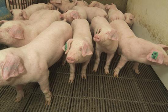 Production Factors Supporting Growth of the Canadian Pork Industry High herd health High awareness of