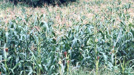 Trengganu Corn (maize) fodder