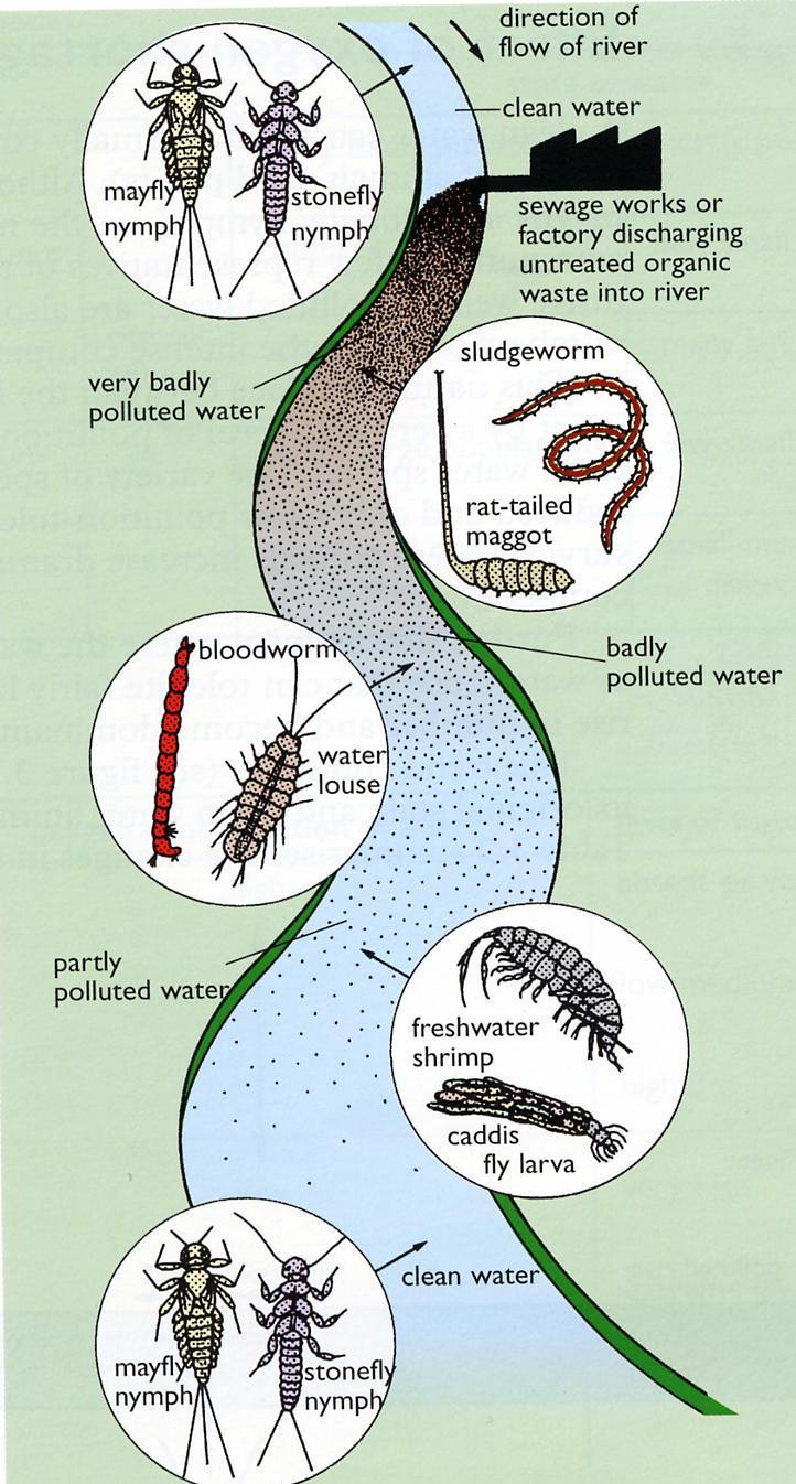 Freshwater pollution Indicator Species Animals found in water with low levels of oxygen Sludge worm