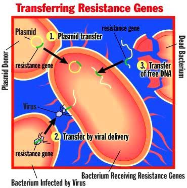 Plasmids & antibiotic resistance Resistance is futile?