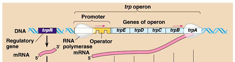 So how can genes be turned off? First step in protein production? transcription stop RNA polymerase!