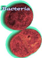 Bacteria Bacteria review one-celled organisms prokaryotes reproduce by mitosis binary fission rapid growth