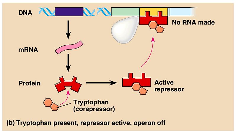 Tryptophan operon What happens when tryptophan is present?