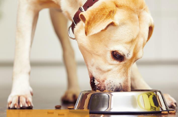 Dry pet foods and treats are at risk for contamination by various pathogens, especially Salmonella, because they often contain raw materials derived from animal origins and each ingredient may be