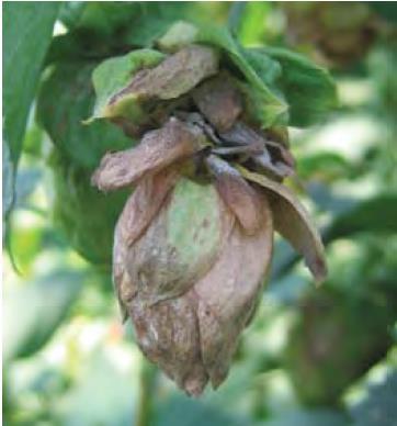 Hops Pests & Diseases of Concern Powdery