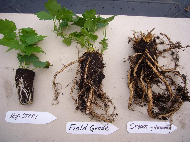 HOW TO PROPAGATE HOPS Propagated from rhizomes or soft