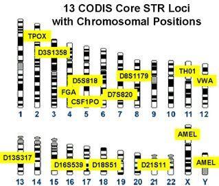 CODIS Combined DNA Index System Computer database of DNA from convicted