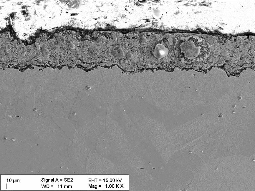 55 µm Figure 5. SEM image of the NiCrAlY-coated 800 HT alloy sample.