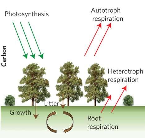 Introduction Carbon cycle in forest ecosystems Forests ecosystem is the important component of global carbon cycle with respect to both fluxes and pools.