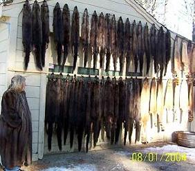 Pelts Annually 40 mil (⅓) $1
