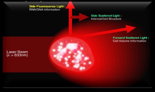 RNA/DNA Information Proven Fluorescent Flow Cytometry Better detection