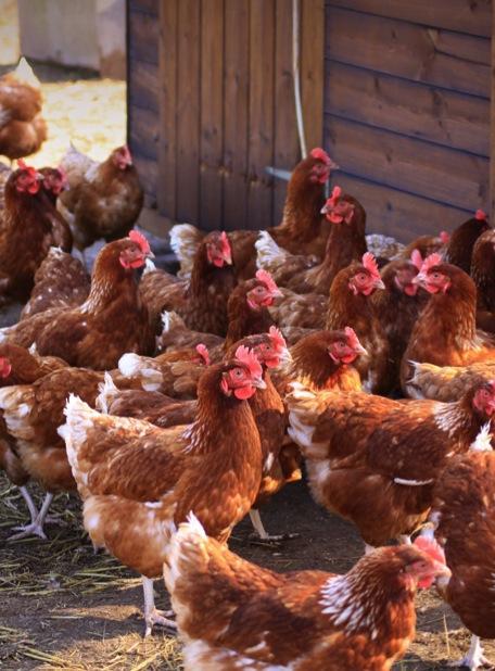 centric IT Distributed scale-out apps Chickens