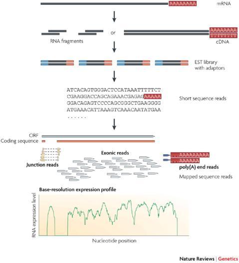 tiling array: identifying and profiling novel genes and splicing variants