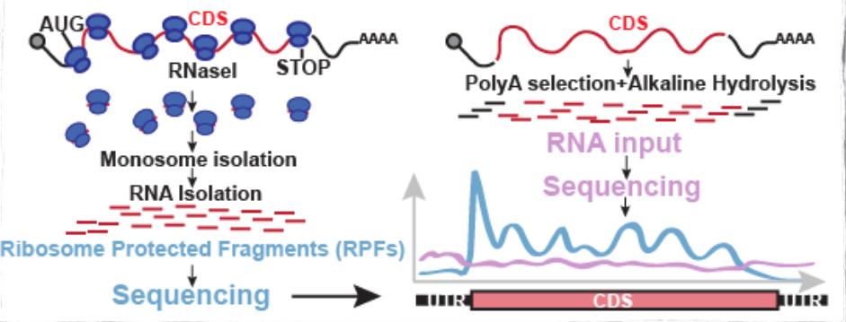 Ribosome profiling analysis - Genome annotation: AUG, STOP, micro-peptides, non-coding genes -