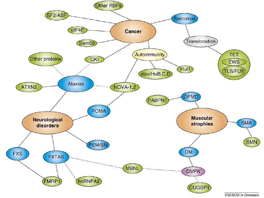 RNA-binding proteins and diseases