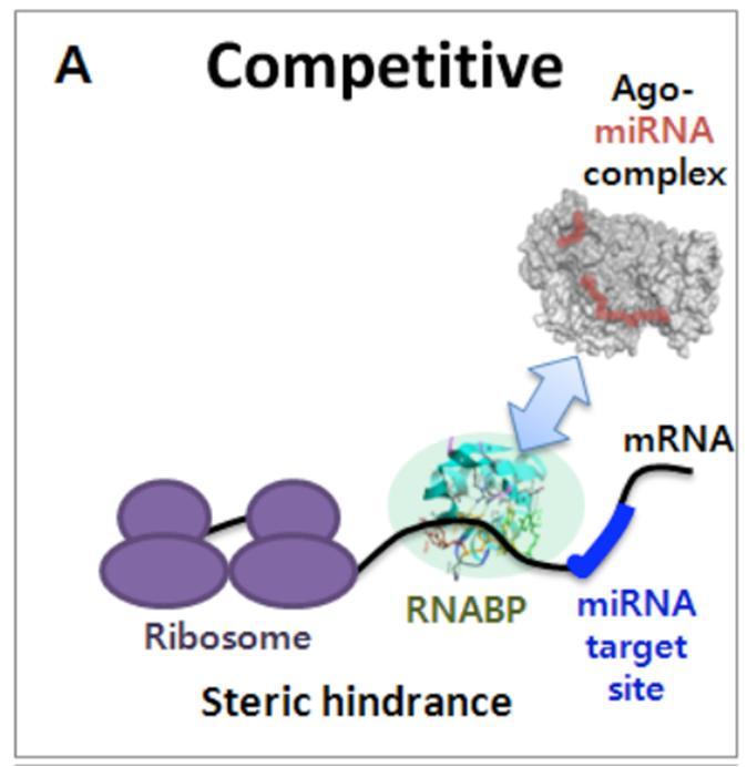 RNA regulation