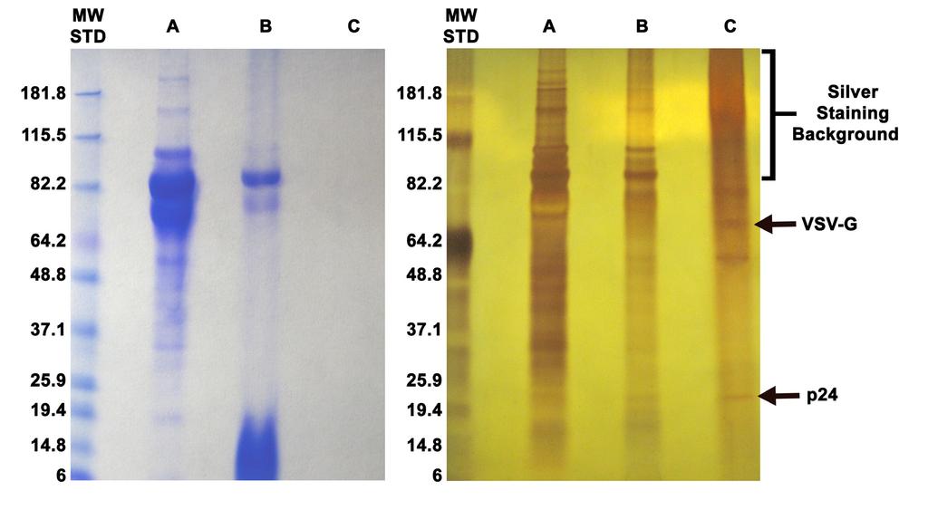 Figure 1: Electrophoretic Profile of Purified GFP lentivirus. 50 ml of GFP lentiviral supernatant was concentrated and purified according to the described Assay Instructions.