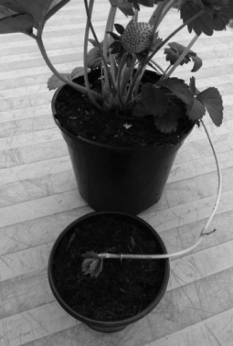 9 The photograph shows a strawberry plant being propagated asexually.