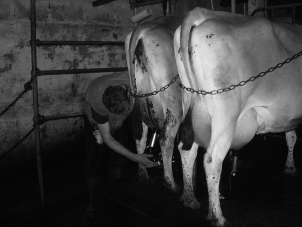 11 The photograph shows a farmer milking. 12 The farmer notices that the milk yield of one of the cows has reduced unexpectedly.