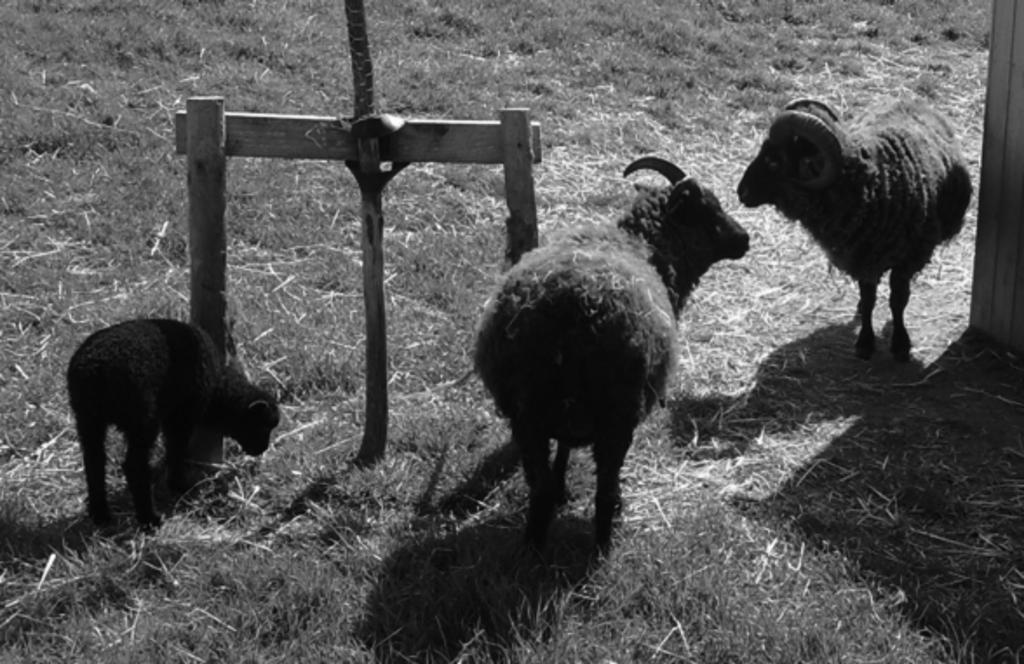 16 The photograph shows a rare breed of sheep. 18 Future legislation may reduce intensive livestock farming.