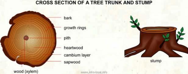 more efficient gasification process Norway spruce (Picea abies) Fuel Spruce stem wood Spruce bark Ash content (wt% d.b.) 0.30 2.53 Ca mg/kg (d.b.) 1030 7803 K mg/kg (d.