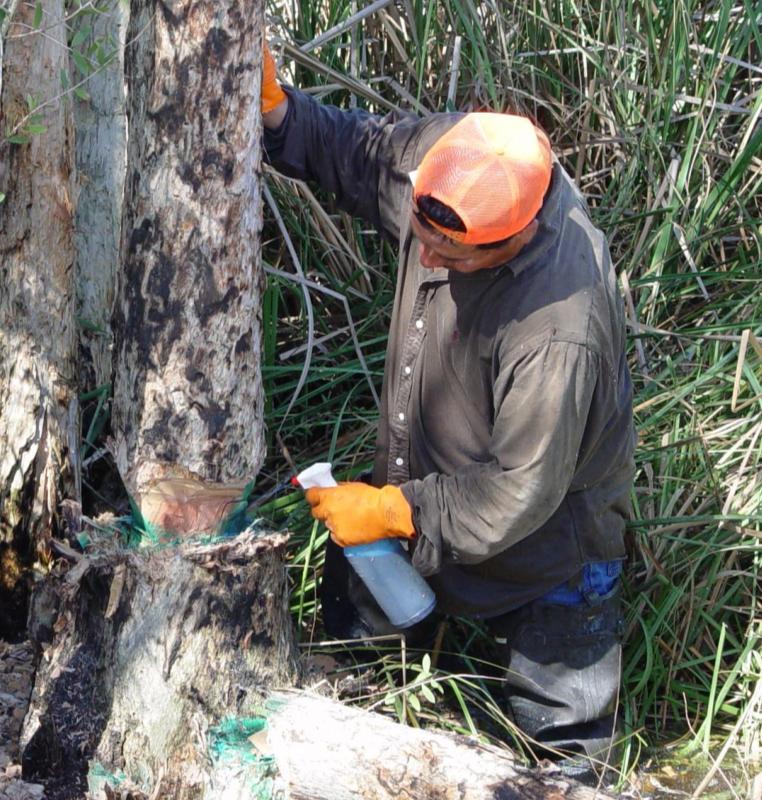 Hack and Squirt Applications For thick bark-species