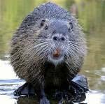 Beaver Generalizations Kits have a relatively low mortality rate (protected by parents) Dispersal of young when 2 yrs old Can live to 13 yrs + Reproduction can replace annual mortality rate