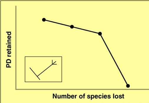 Phylogenetic diversity and tipping points PD loss (vertical axis) as species are lost (horizontal axis) Loss of one species, and loss of a second species imply small PD losses, but loss of the third