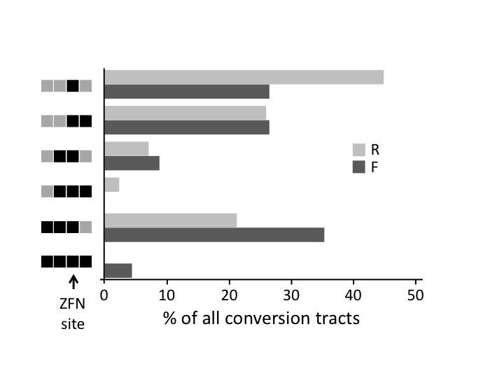 Figure S5 Histogram showing conversion of polymorphisms from forward (F) and reverse (R) oligonucleotide donors into the target.