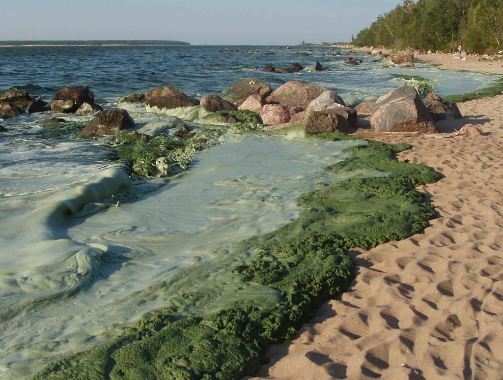 De-nitrification Phosphorus limits algae in freshwater.