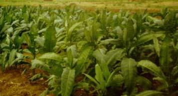 Farmers from the province of Cavite employed tobacco (Nicotiana
