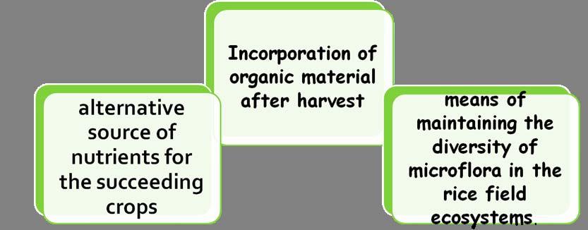 A. Fertilization Traditional practice of incorporating rice