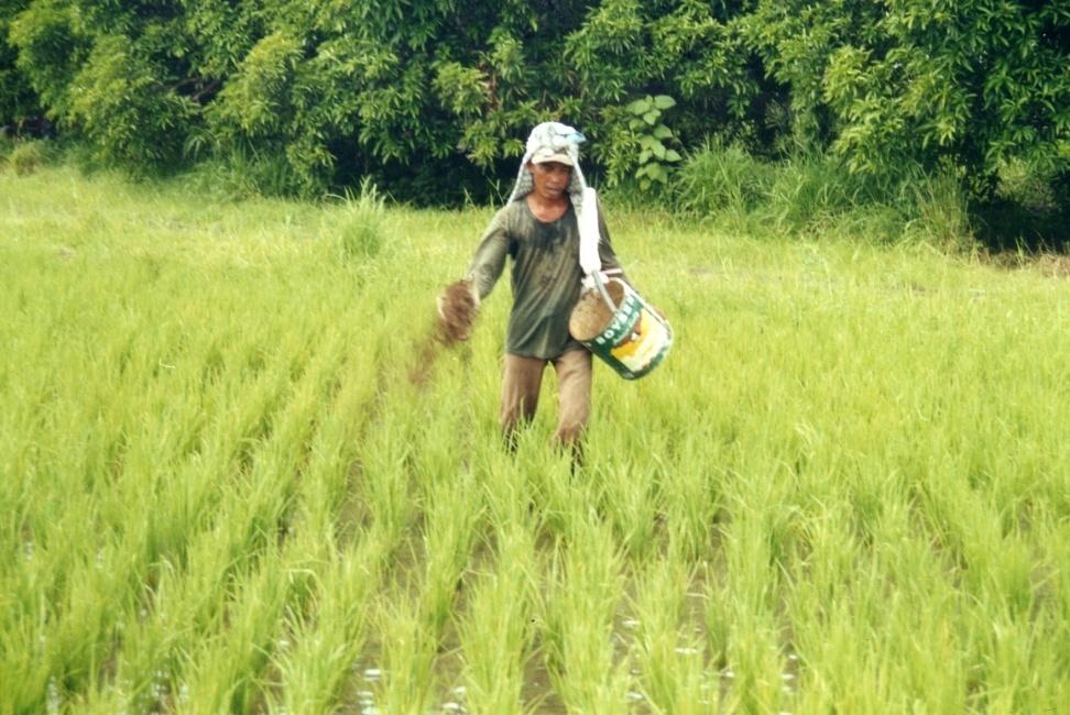 Two-way Fertilizer Application is a unique practice which the rice farmer himself initiated.