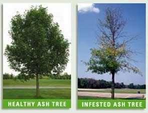 the ash