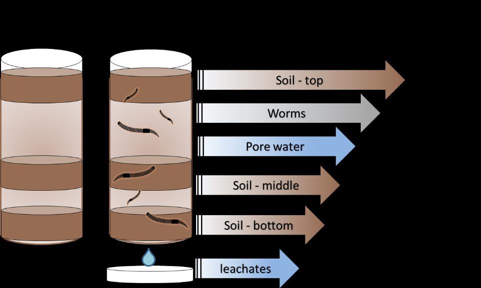 NP mobility in Soil vs Earthworm driven bioturbation mg