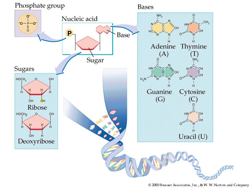 A FACT A DNA molecule can be made up of any combination of nucleotides e.g.