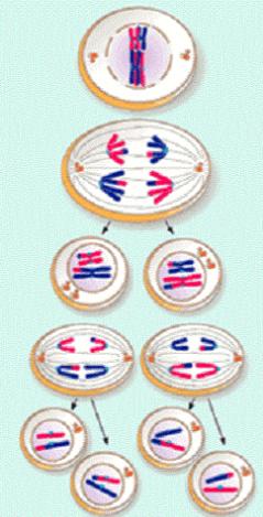 itself Cell wall forms between the chromosomes dividing the cell CLONES Parent cell Chromosome doubles Cell splits 2 identical