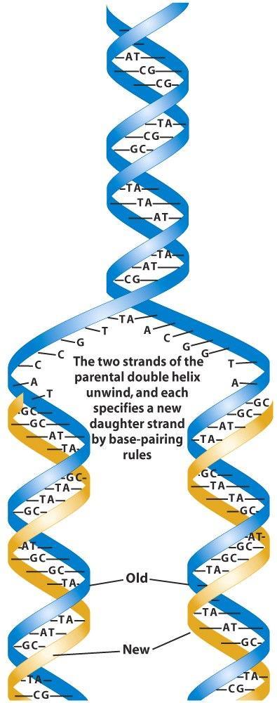DNA Replication üdna must be copied or replicated before cell division üeach new cell will