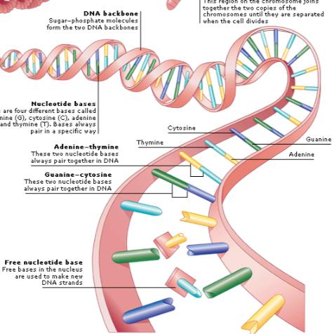 DNA Twisted ladder or Double Helix Shape.