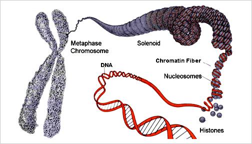 package the chromatin inside the nucleus.
