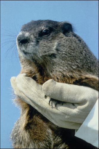 Other Animal models for Cancer Research The woodchuck (Marmota monax) Viral hepatitis: evaluation of anti-viral compounds Hepatocellular carcinoma: