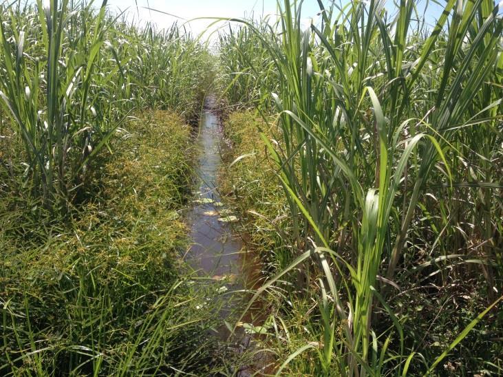 Poorly drained soils not only severely reduce yields, but also creates conditions which favour weed growth Benefits of good drainage: Being able to remove saline or excess water prior to ameliorating