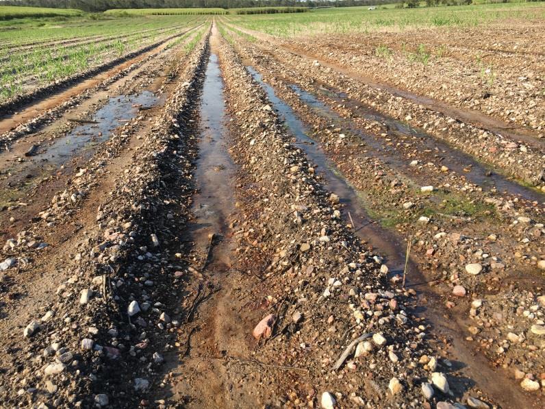 When to correct problems: Drainage issues can really only be corrected in a fallow situation, after plough out of old ratoons.