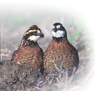 Distribution of Conservation Efforts The Northern Bobwhite Conservation Initiative defines explicit habitat enhancement or creation objectives for each land-use category within each Bird Conservation