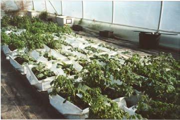 and tomato crops using standard techniques (cycle 3, April, 2002) (Kerry et al., 1993). Hence, the survival of the fungus from a single application was measured over three crops.