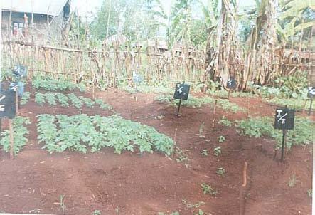 Plate 3: The nursery bed trial at Karigu-ini during the first season Figure 1: Effect of nursery bed treatments on marketable tomato yield at Karigu-ini 1.8 1.6 1.4 1.2 Yield (t/ha) 1 0.8 0.6 0.4 0.