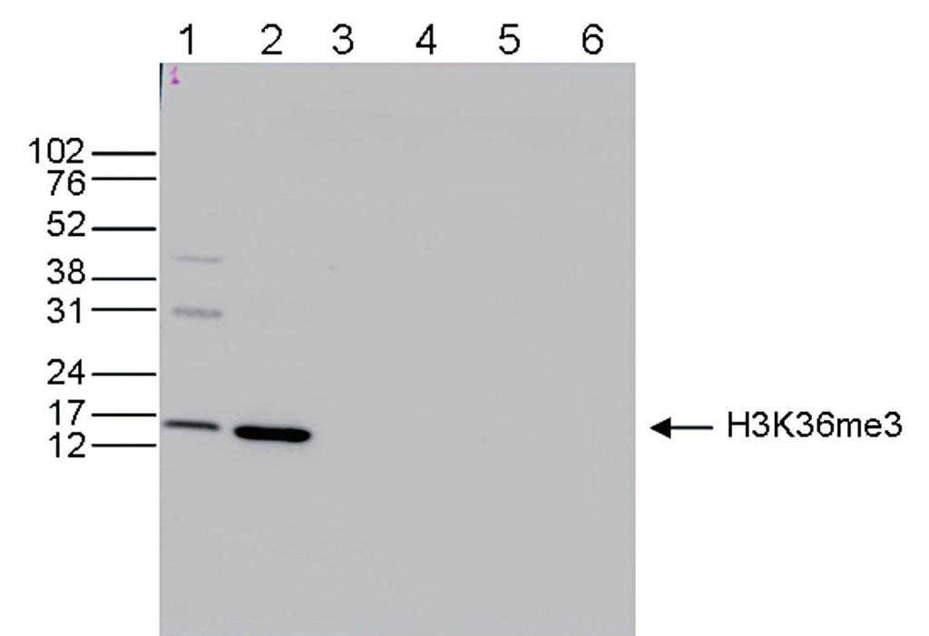 of recombinant histone H2A, H2B, H3 and H4 (lane 3, 4, 5 and 6, respectively) using the Diagenode antibody against H3K36me3 (Cat. No. C15410192).