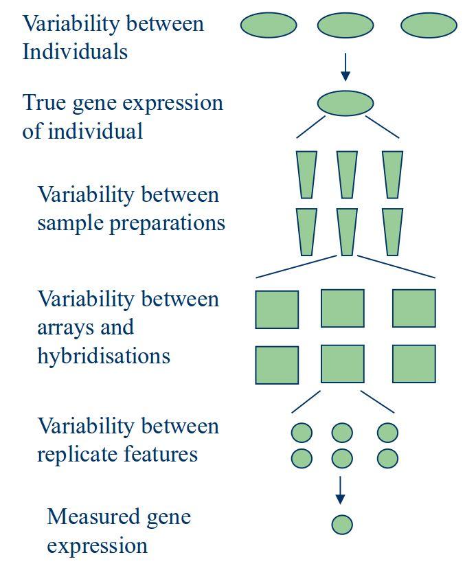 Motivation normalization Interested in: true biological difference of mrna expression What