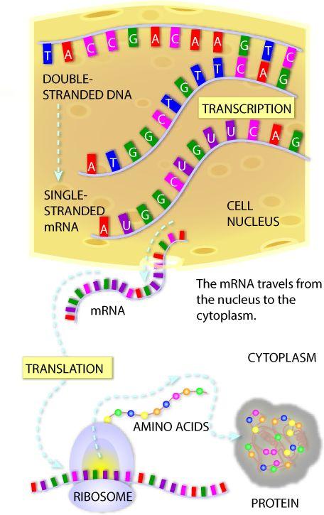 Gene Expression - mrna mrna expression gene activity Protein ~ active form of genes mrna =