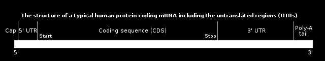 mrna structure RNA copy of DNA gene Modified copy -> not identical Has specific sequence of bases that determine proteine Has